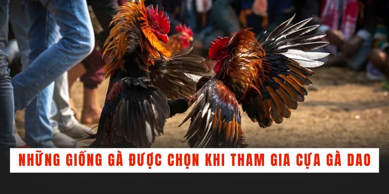 Học hỏi từ cao thủ mẹo chơi đá gà cựa dao